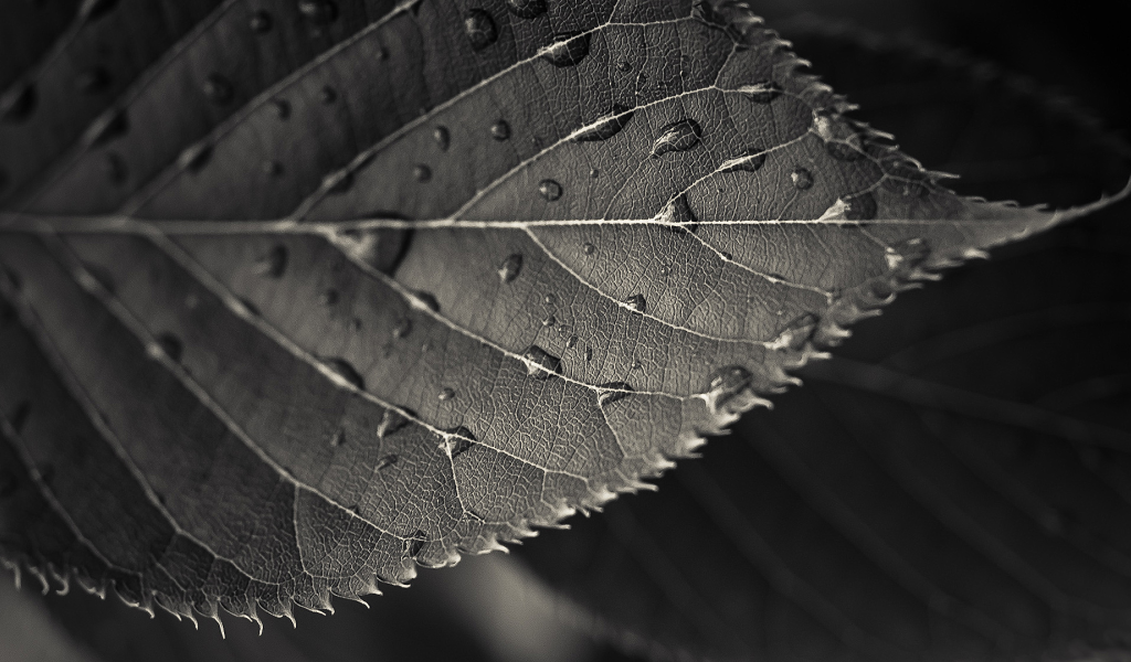 Мокрый черный лист