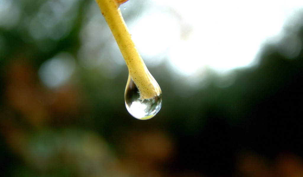 Капля на конце ветки