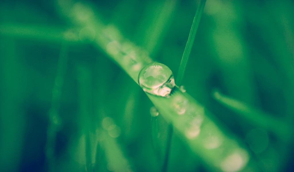 Капля воды стекает по травинке