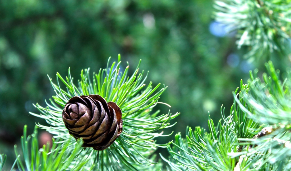 Небольшая шишка на еловой ветке