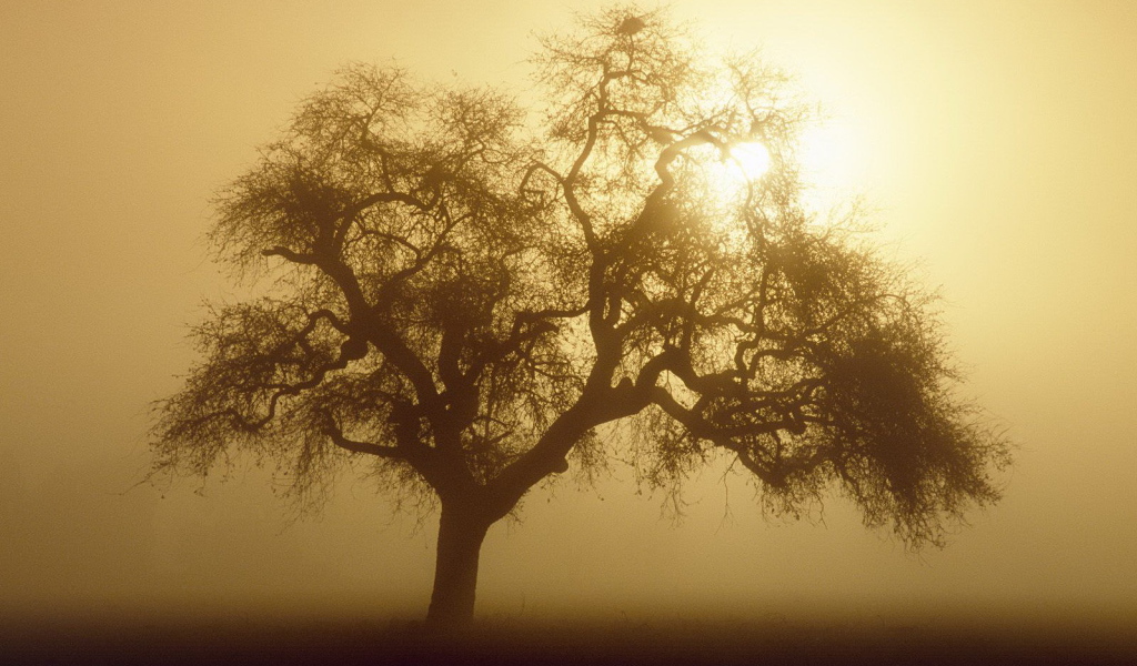 Дерево закрывает солнце