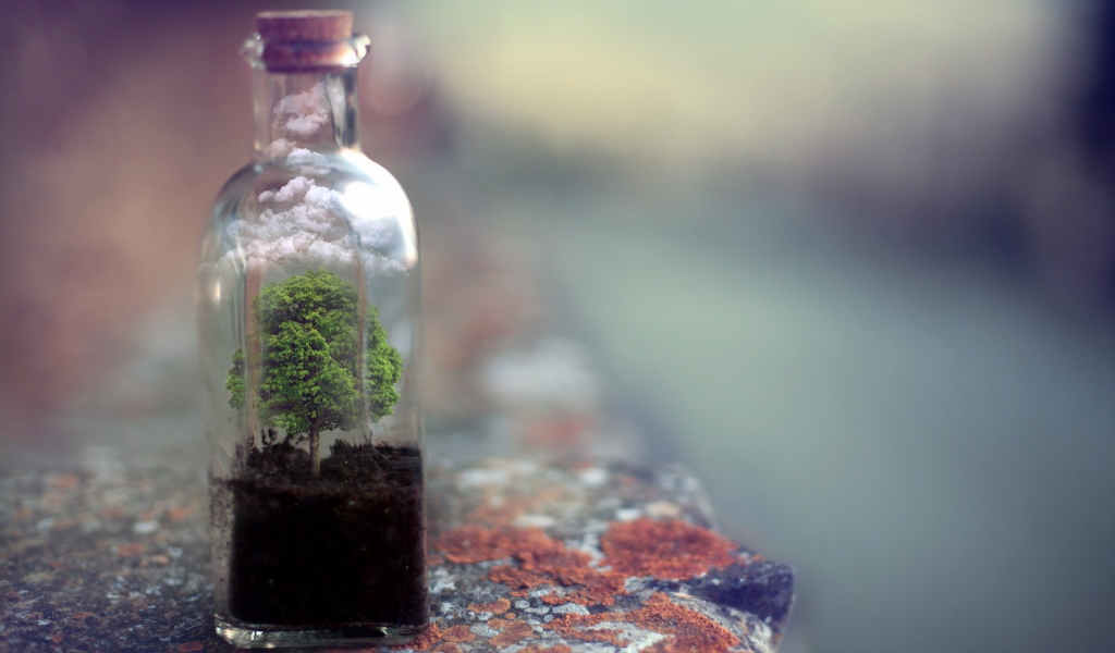 Дерево растет в стеклянной бутылке