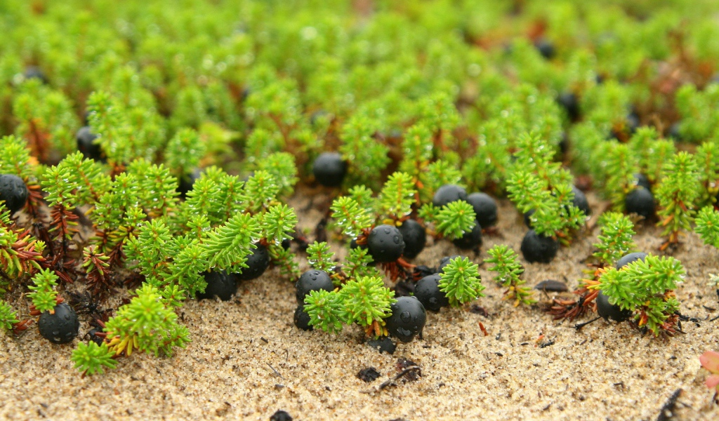 Ягоды и ростки на песке