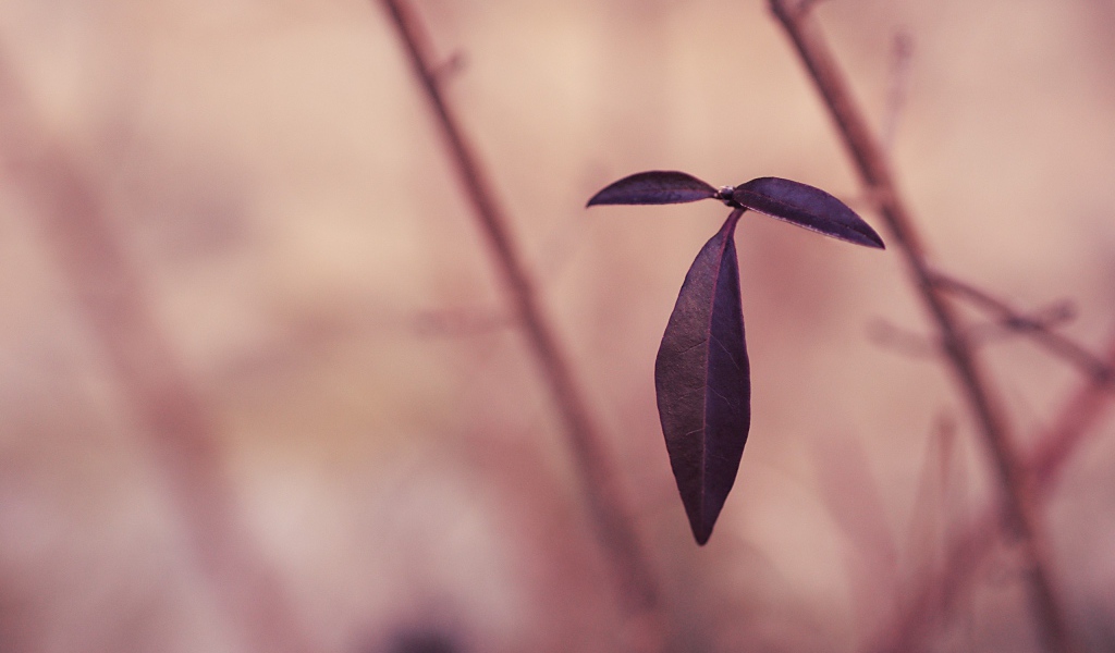 Черные листья на розовом фоне
