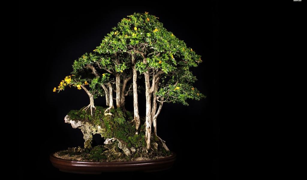 Роща бонсай на черном фоне