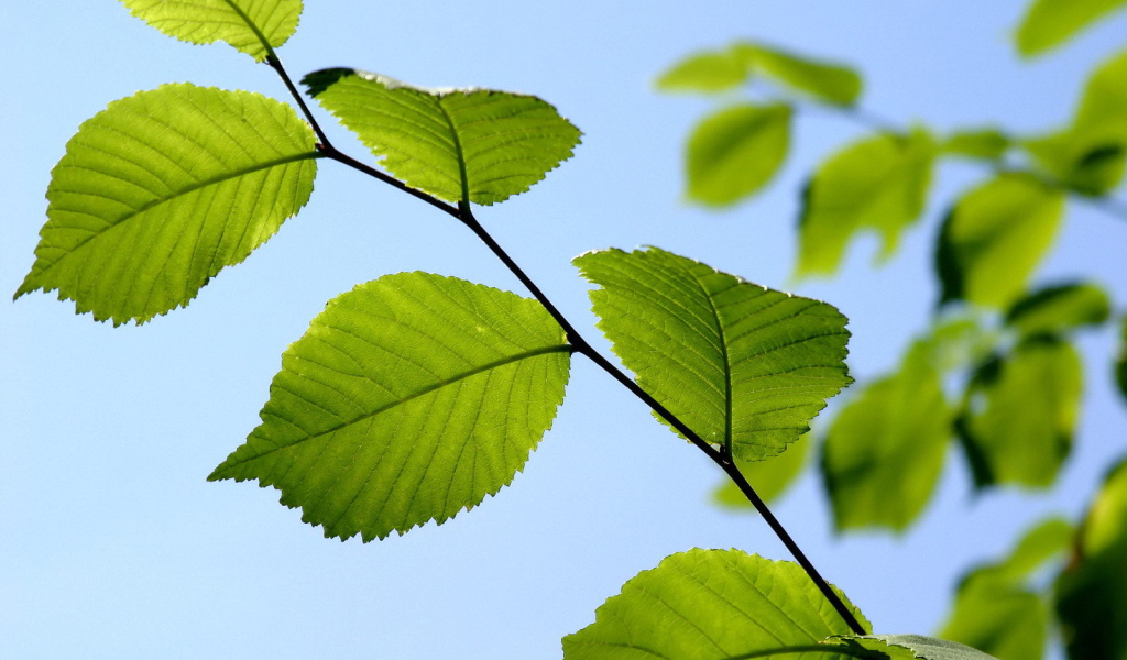 Ветка с зелеными листьями