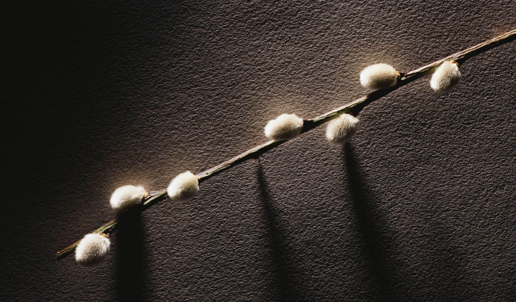 Веточка с весенними почками