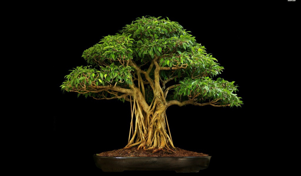 Коричневое дерево бонсай