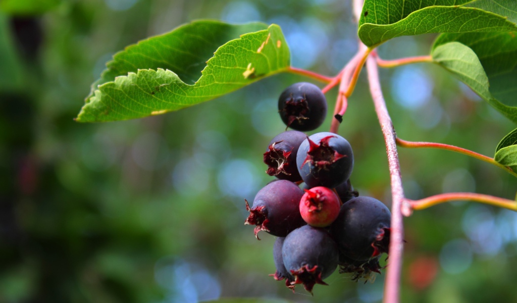 Кисть ягод черники на кусте