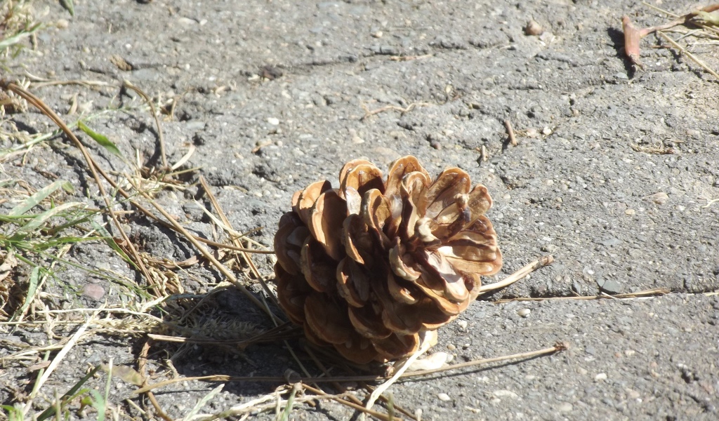 Шишка на земле