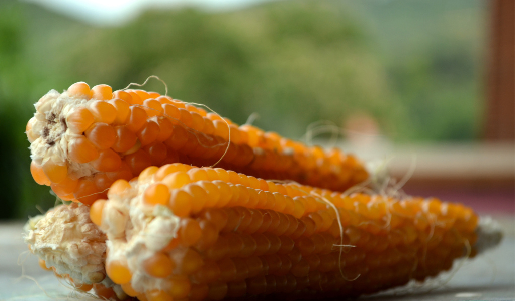 Початки кукурузы