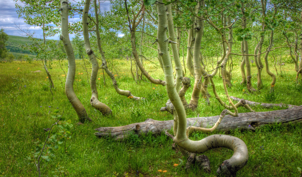 Кривые деревья на болоте