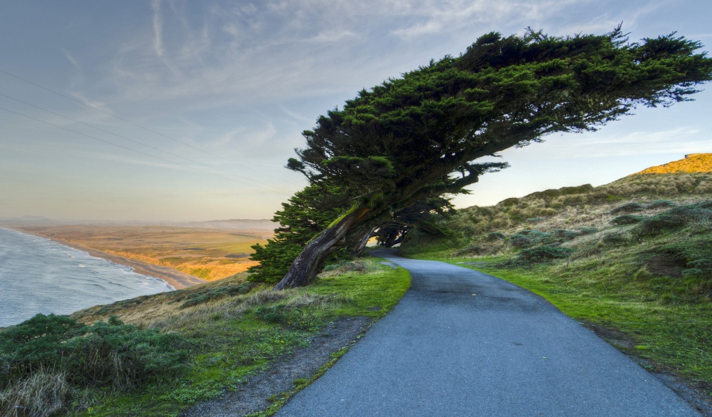 Кипарис на побережье