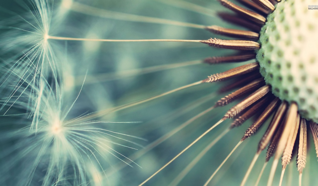 Семена одуванчика крупным планом