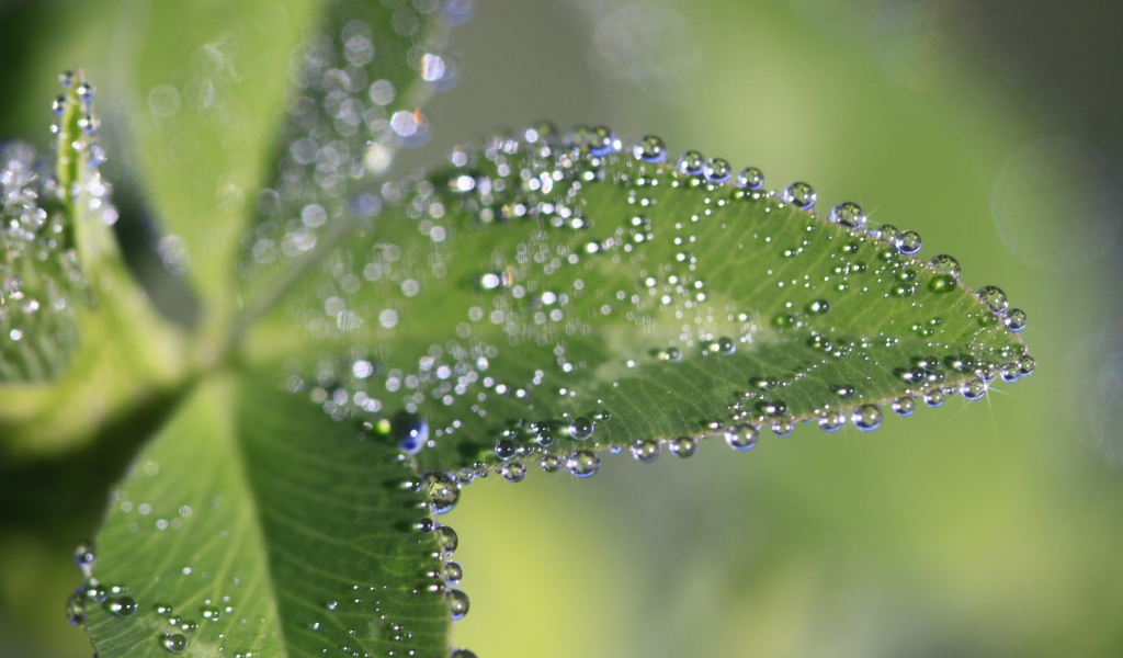 Капли росы на зеленых листьях