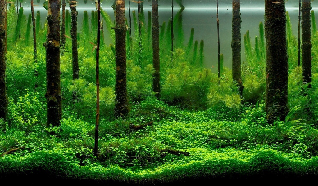 Разные водоросли в домашнем аквариуме