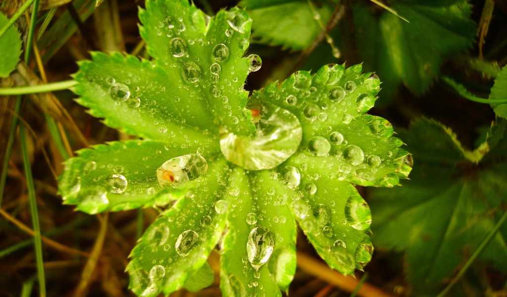 Капли воды в большом листке