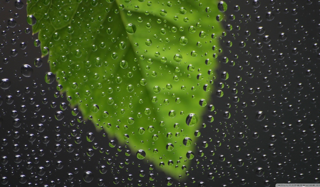 Капли воды перед зеленым листиком