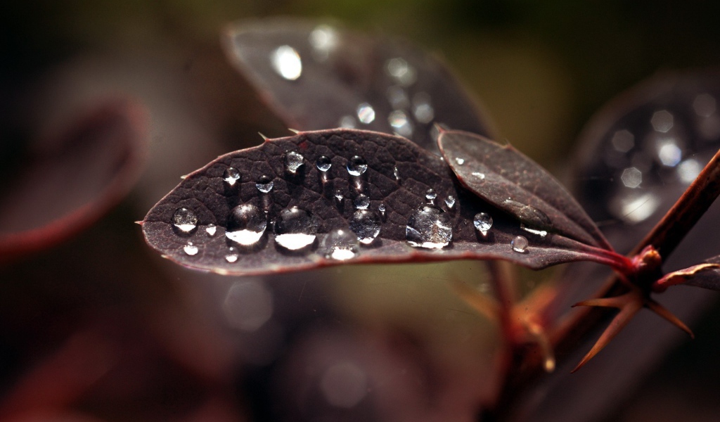 Капли влаги на черных листьях