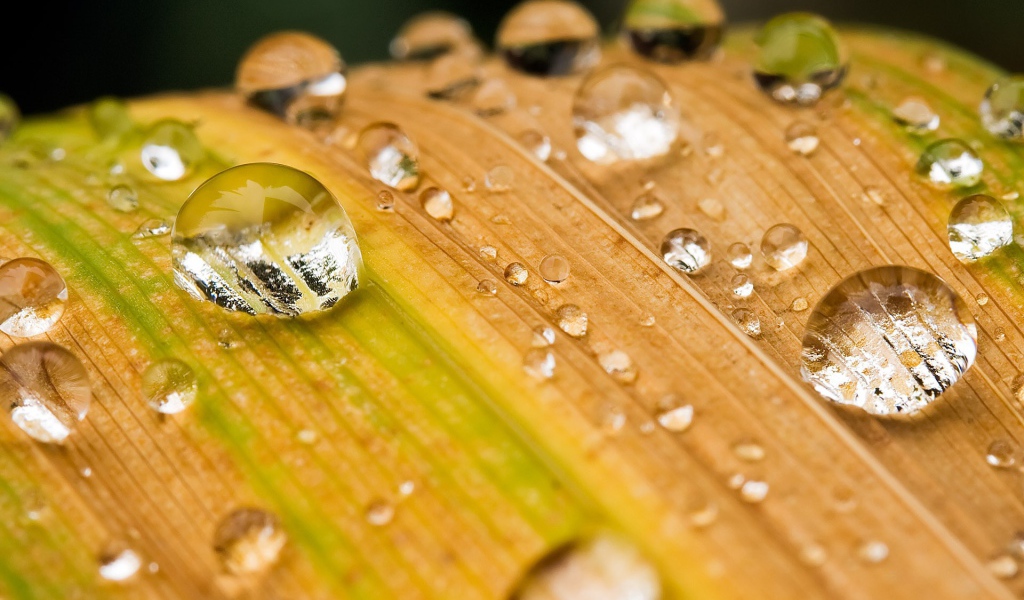 Капли воды на желтеющей траве