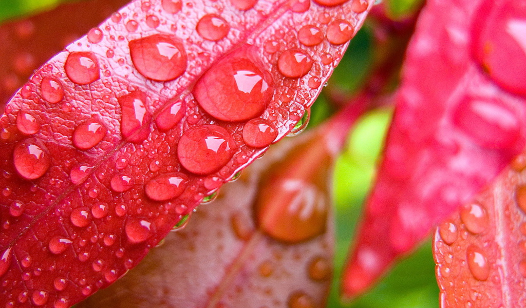 Капли на красных листьях