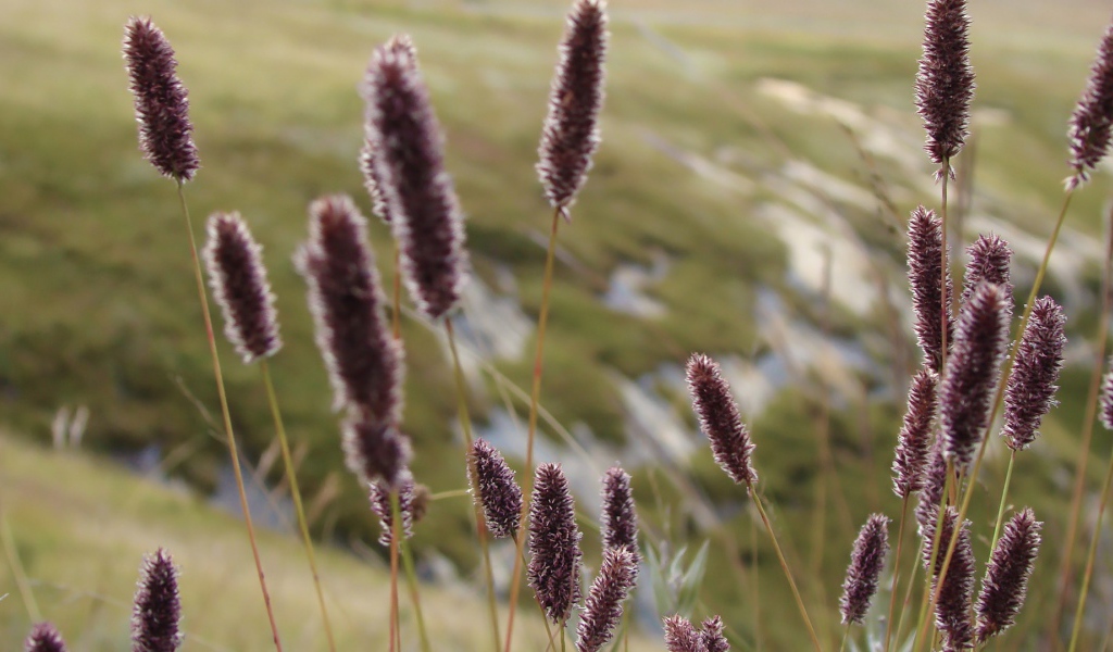 Сухие колоски полевых растений