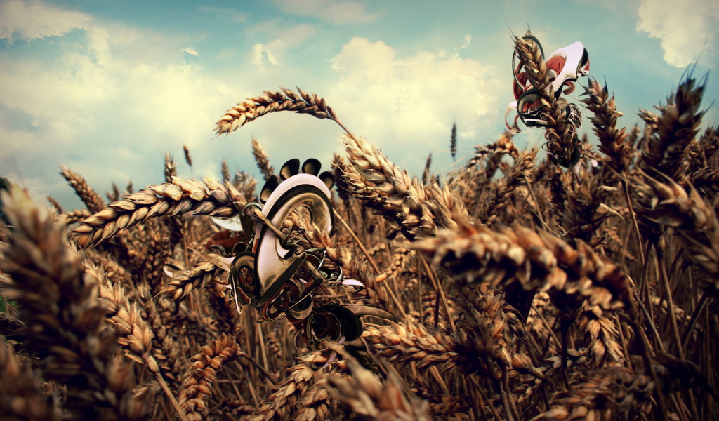 Колосья пшеницы с рисунками