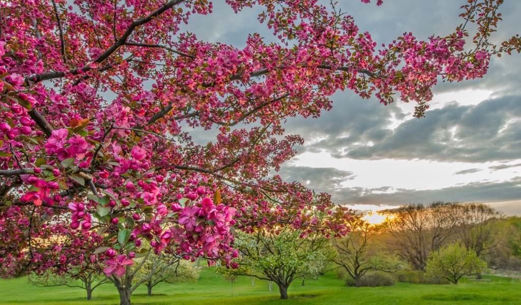 Цветущие деревья в плодовом саду