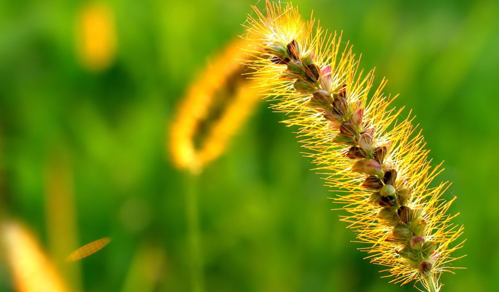 Пушистый колосок