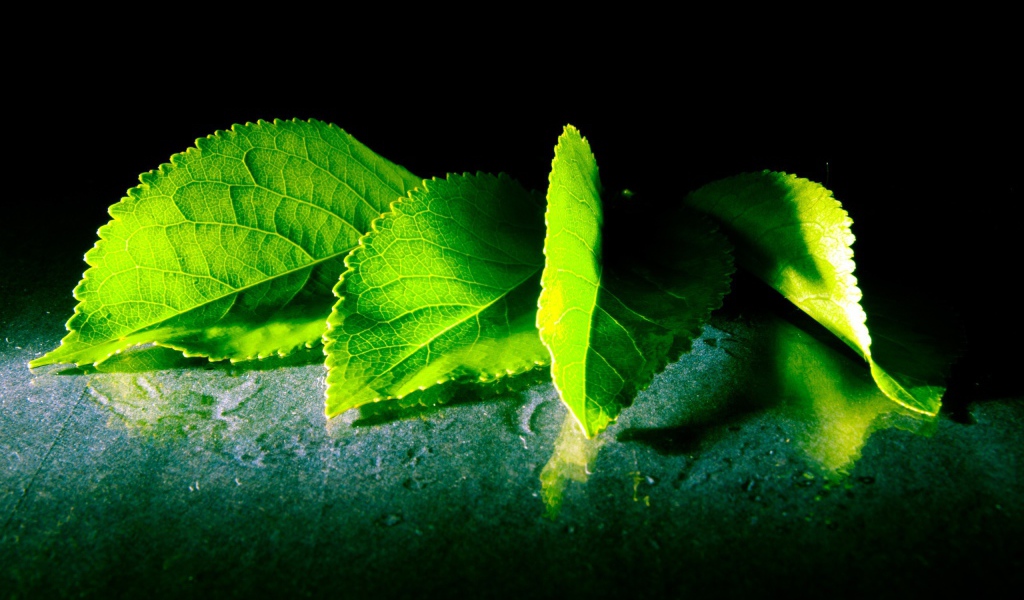 Четыре зеленых листа с дерева