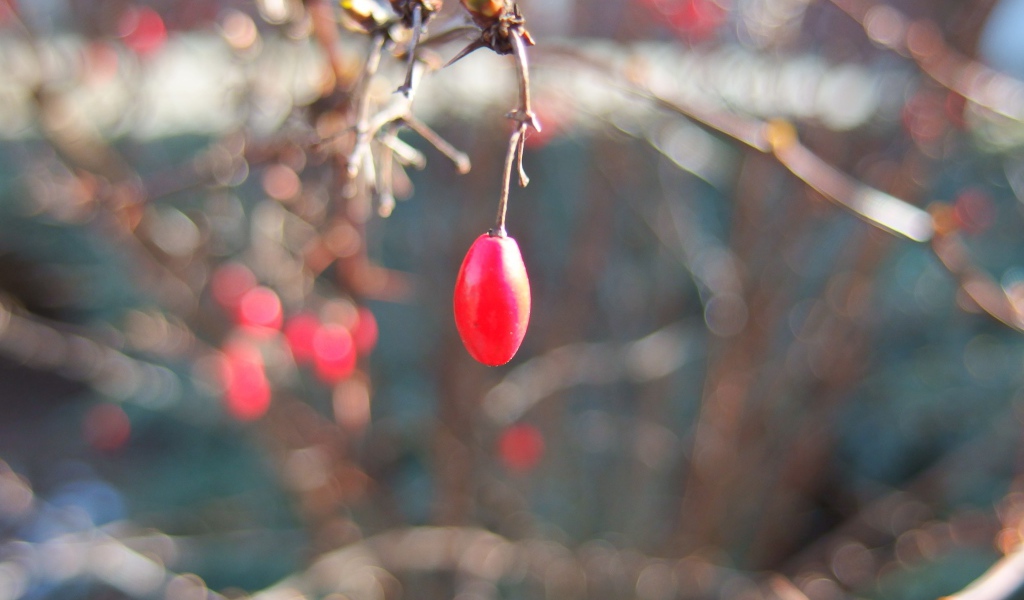 Плод шиповника на ветке