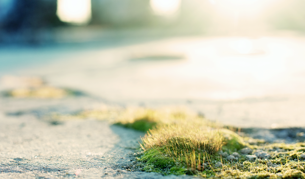 Трава и мох на асфальте