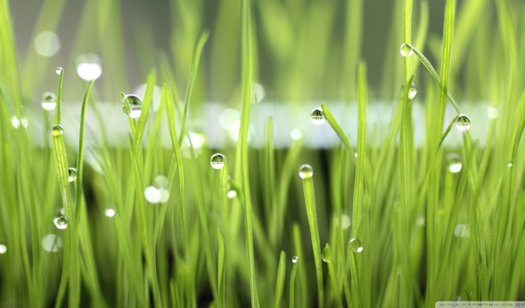 Зеленая трава после дождя