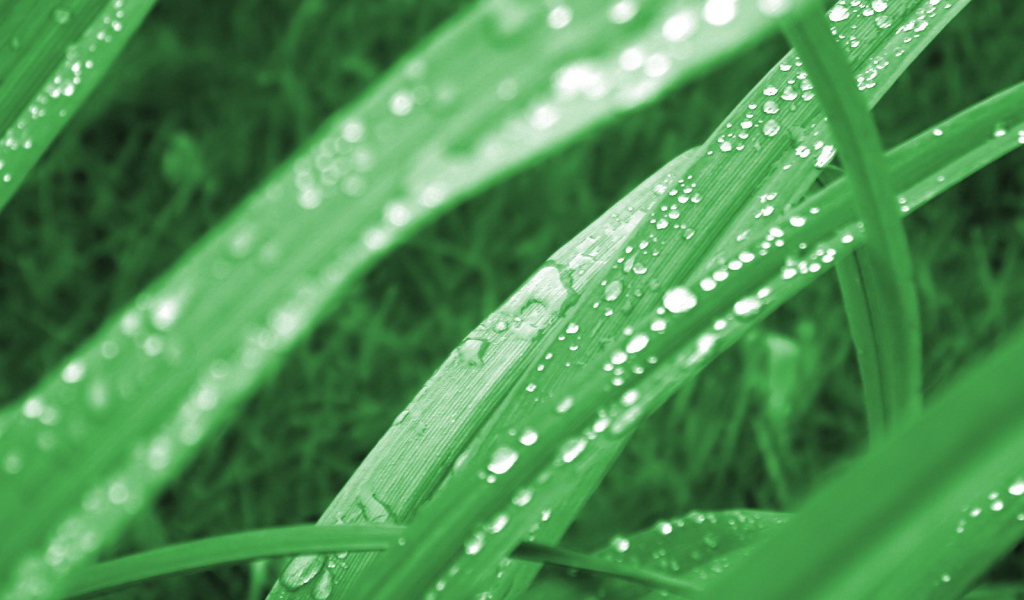 Зеленая трава в утренней росе