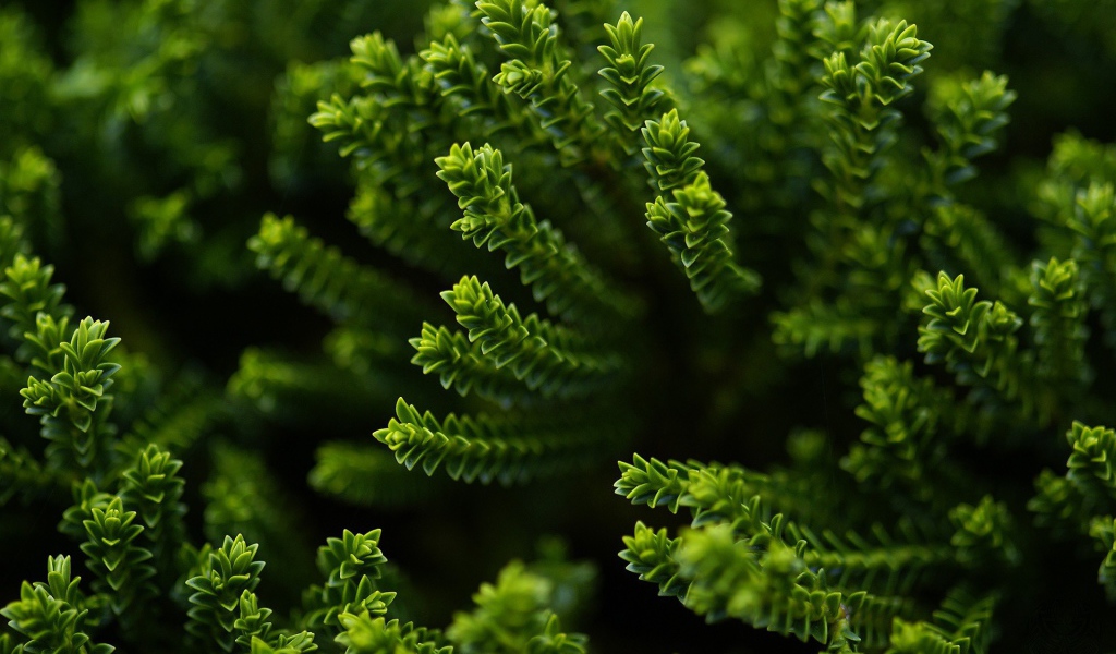 Зеленый хвощ в лесу