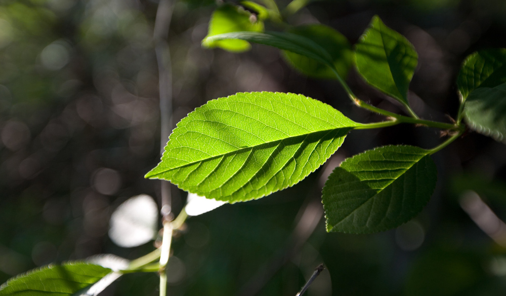 Зеленый лист на солнце