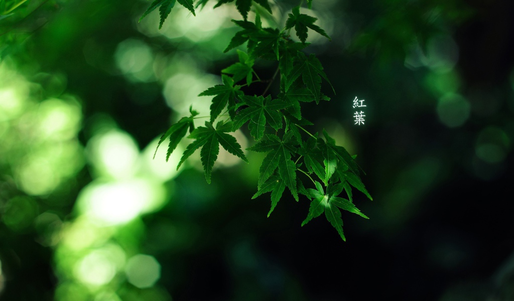 Зеленые листья, надпись иероглифы