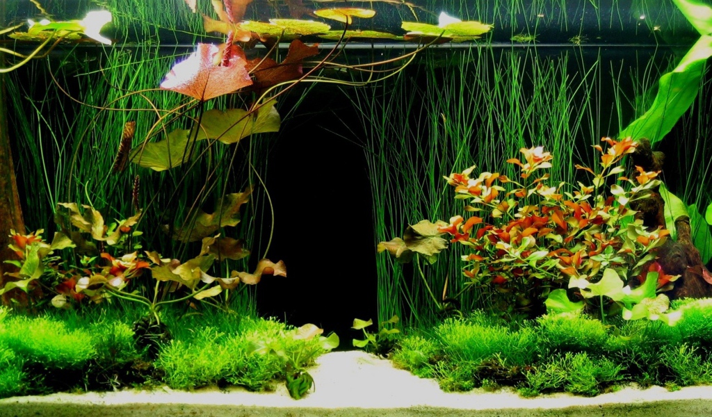 Зеленые растения внутри аквариума