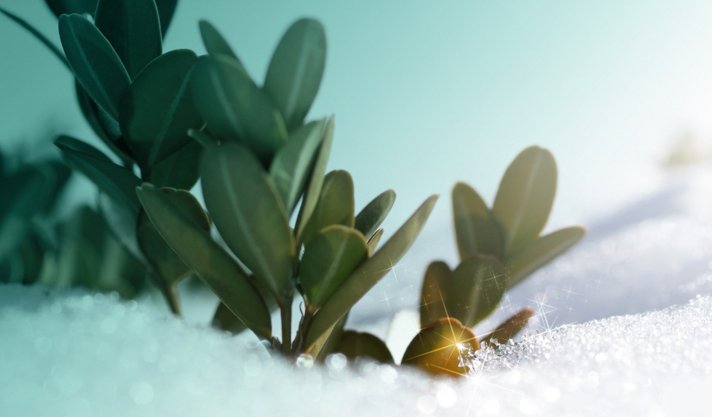 Зеленые растения под искрящимся снегом