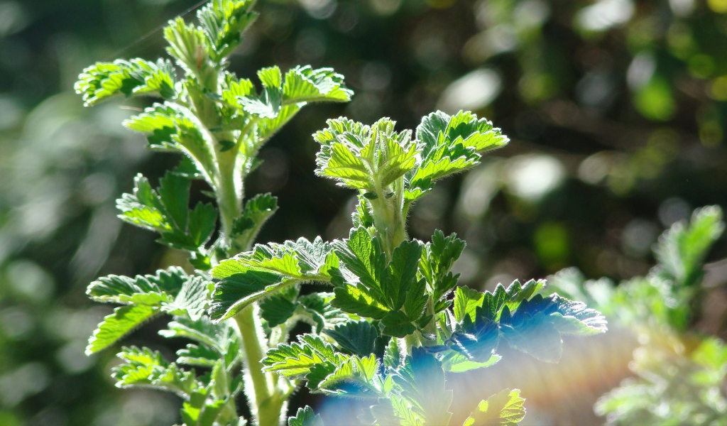Зеленые ростки в лучах солнца