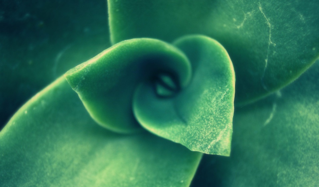 Зеленый спиральный бутон растения