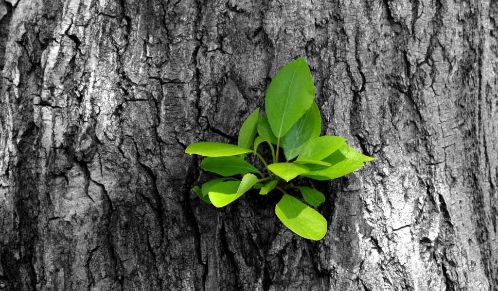 Зеленый росток на серой коре дерева