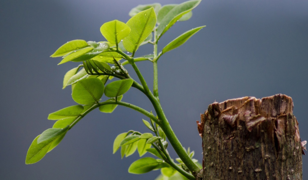 Зеленый росток на обрубке ствола
