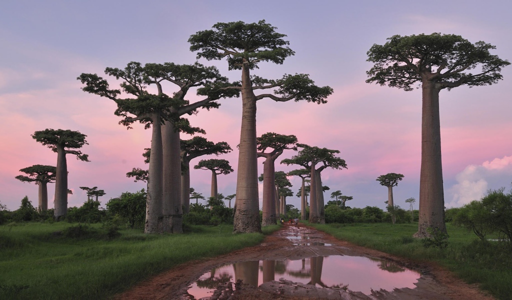 Роща баобабов в Африке