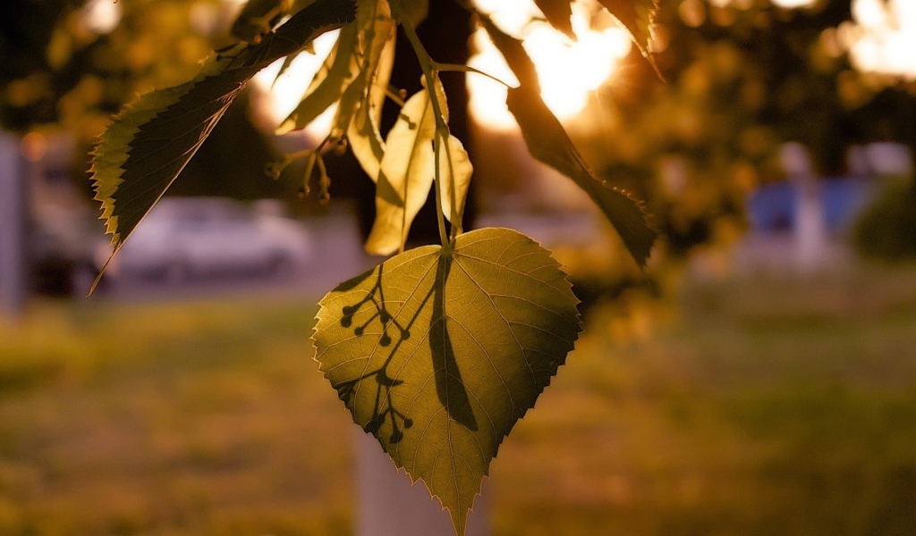 Лист дерева липа освещенный солнцем