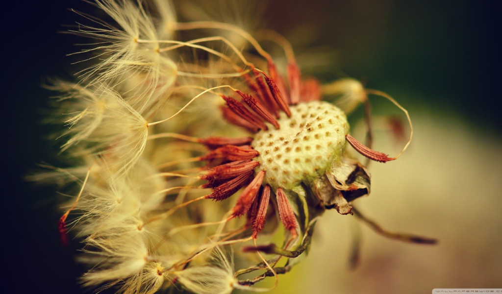 Облетевший зрелый одуванчик