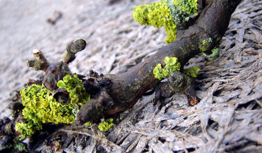 Лишайник на упавшей ветке дерева