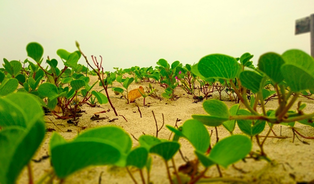 Цветы лотоса растут на песке