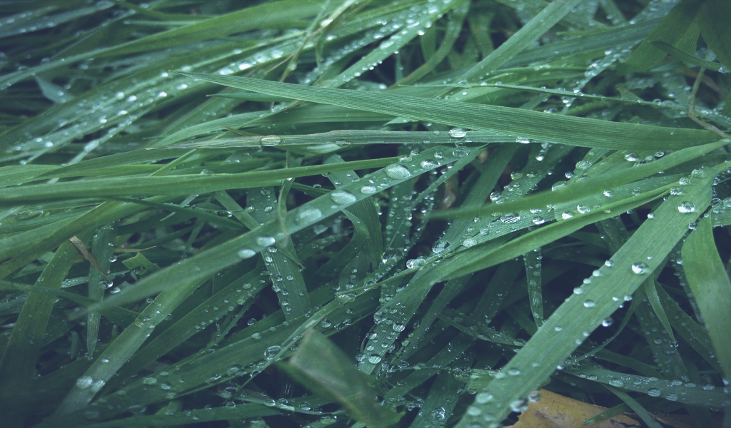 Макро фото росы на траве