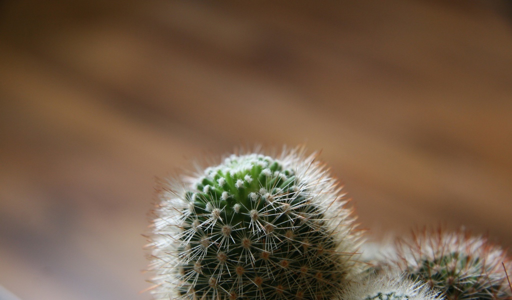 Макро фото бутона кактуса